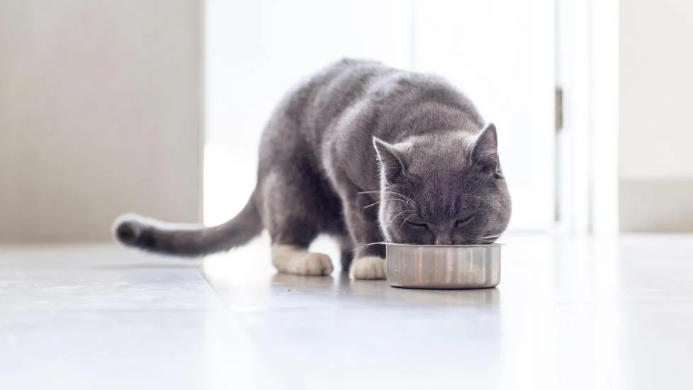 10 Best Cat Foods in 2025