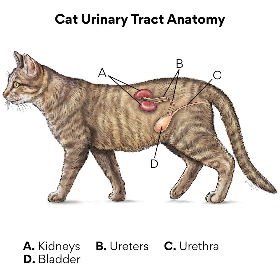 بیماری دستگاه ادراری تحتانی گربهها (FLUTD) چیست؟ 2 Cat urinary tract anatomy