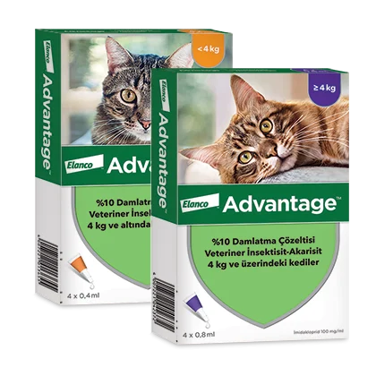 گربه سالم با محافظت محلول ضد کک گربه Advantage cat