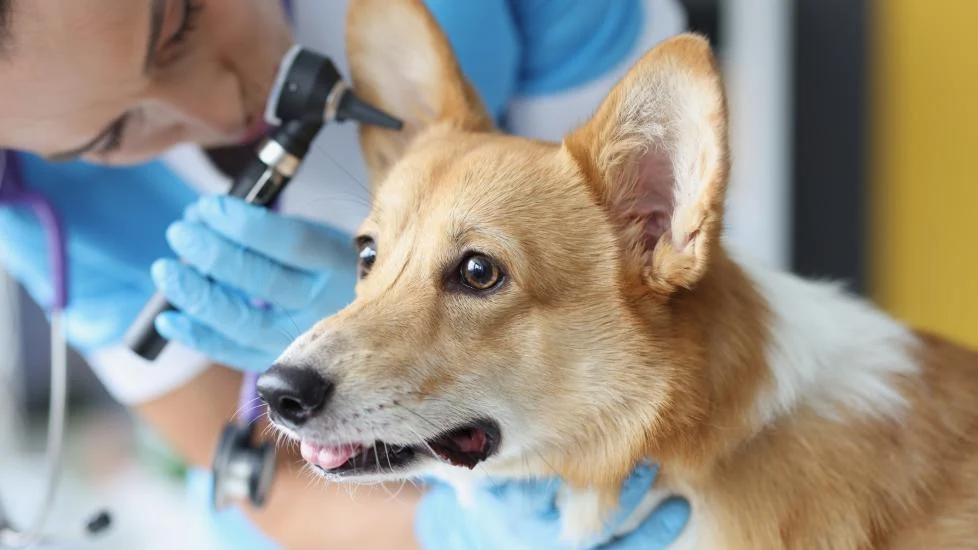 عفونت گوش سگها 1 dog ear vet