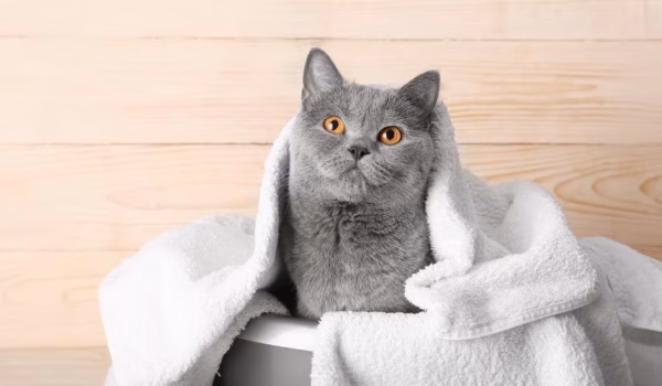 تمیز کردن گوش گربه با پنبه و محلول ایمن