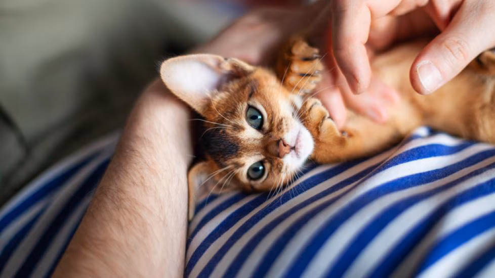 چگونه یک بچهگربه را اجتماعی کنیم؟ 1 why do dogs pant 1